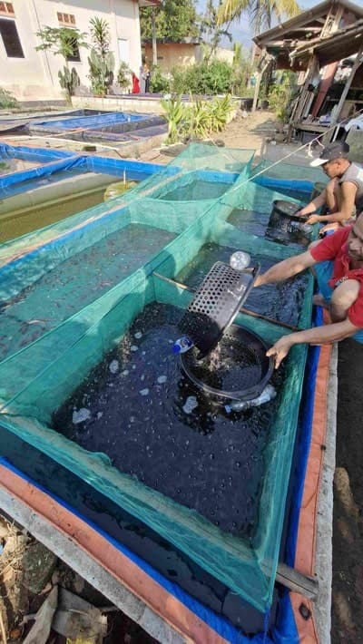 Pembibitan ikan lele di lokasi PT Anestira Agri Berkah