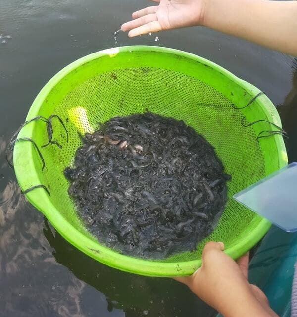 Bibit Ikan Lele