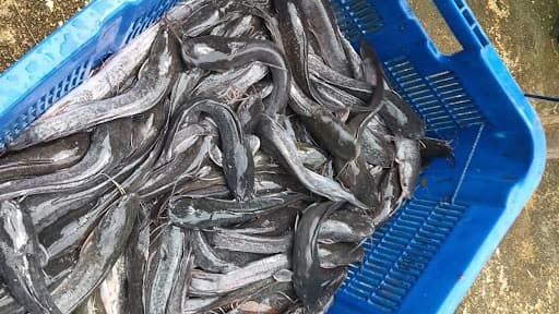 Ikan Lele Konsumsi